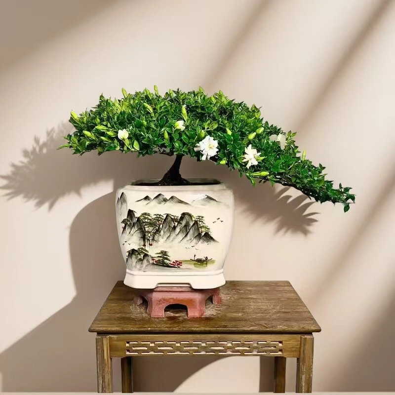 品种栀子花达摩喜黛玉栀子花庭院阳台花卉罗汉寿星栀子花四季开花