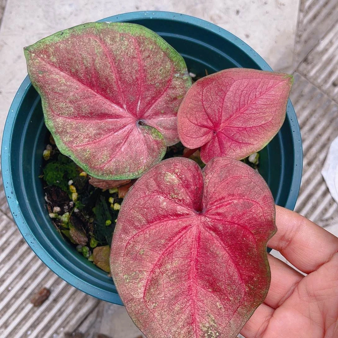 完全开放泰彩一物一拍4285