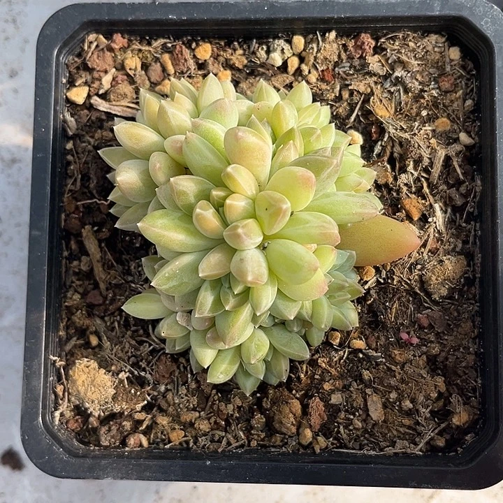 自然群雨花石 尺寸9