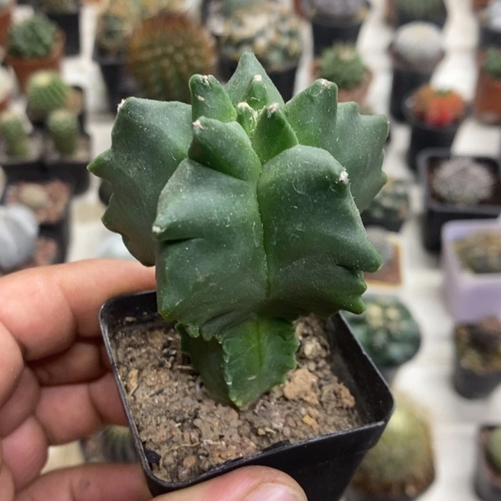 实生龟甲特价福利