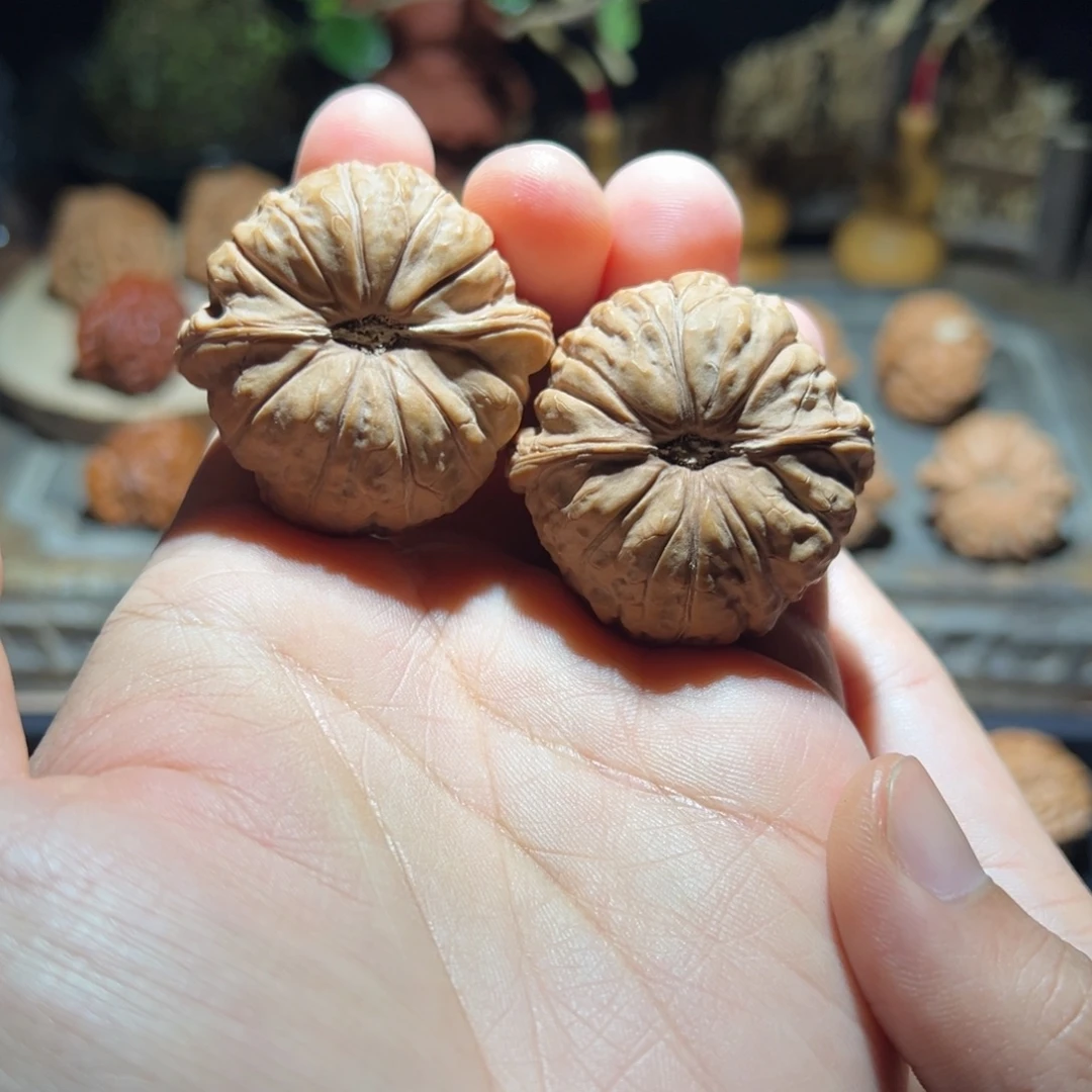 毕业 圆球荷叶底无高低肩南瓜