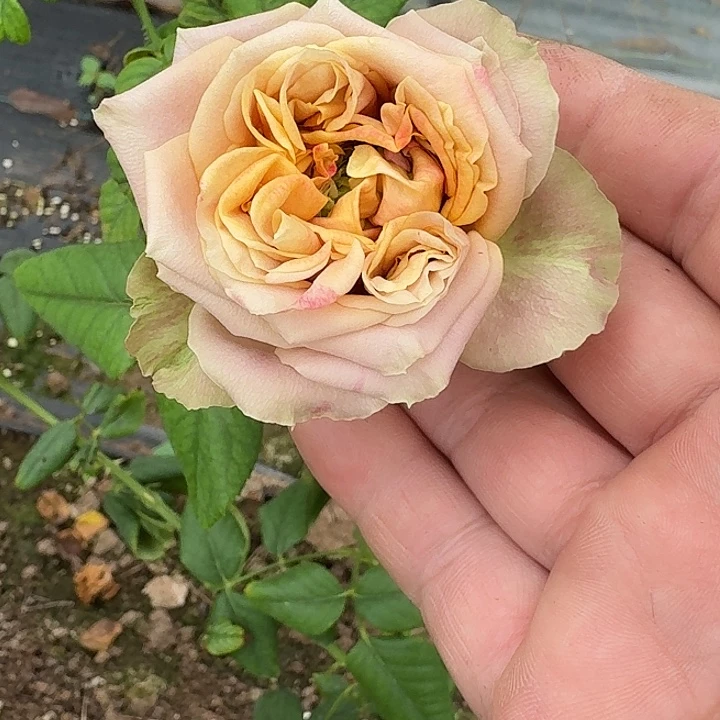 无花朵守护神根接苗