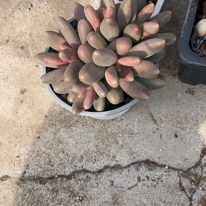 叶***桐糖果4678@看看你爸爸别别扭扭看