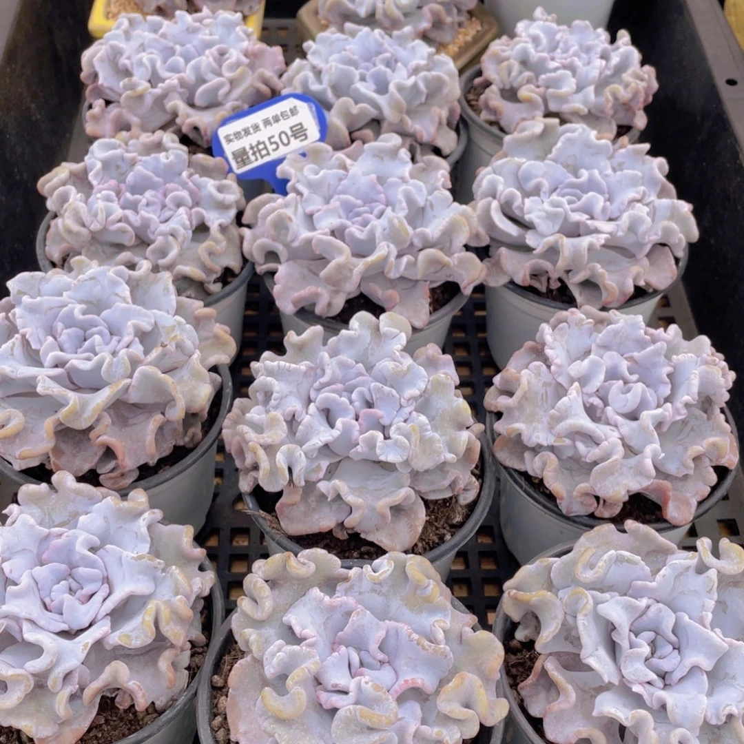 量拍50号 芭蕾舞者白饺子皮大单头一个