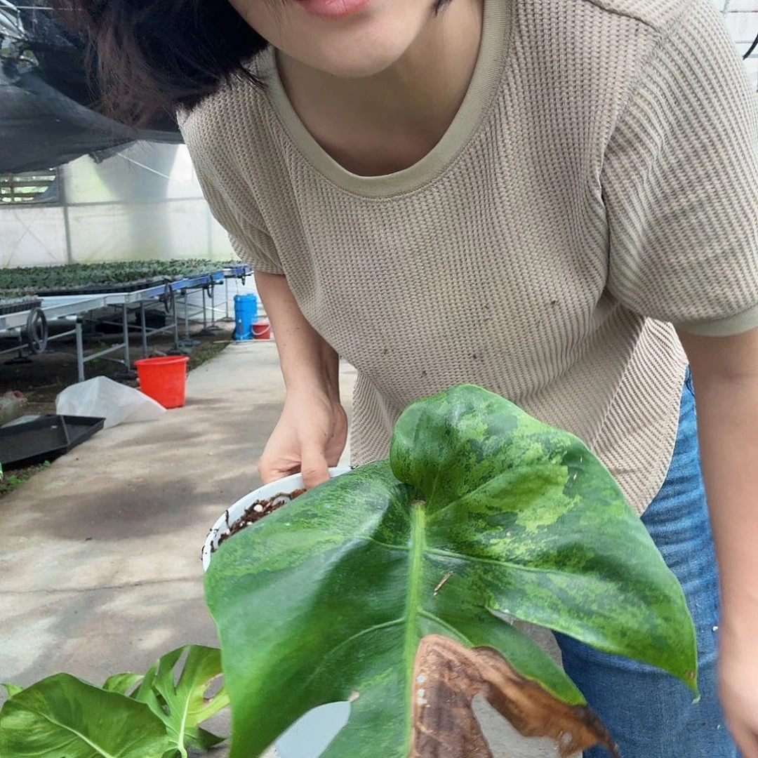 全部花朵润**声龟背竹一物一拍