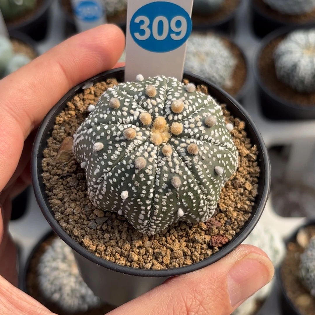 309实生超兜带盆带土