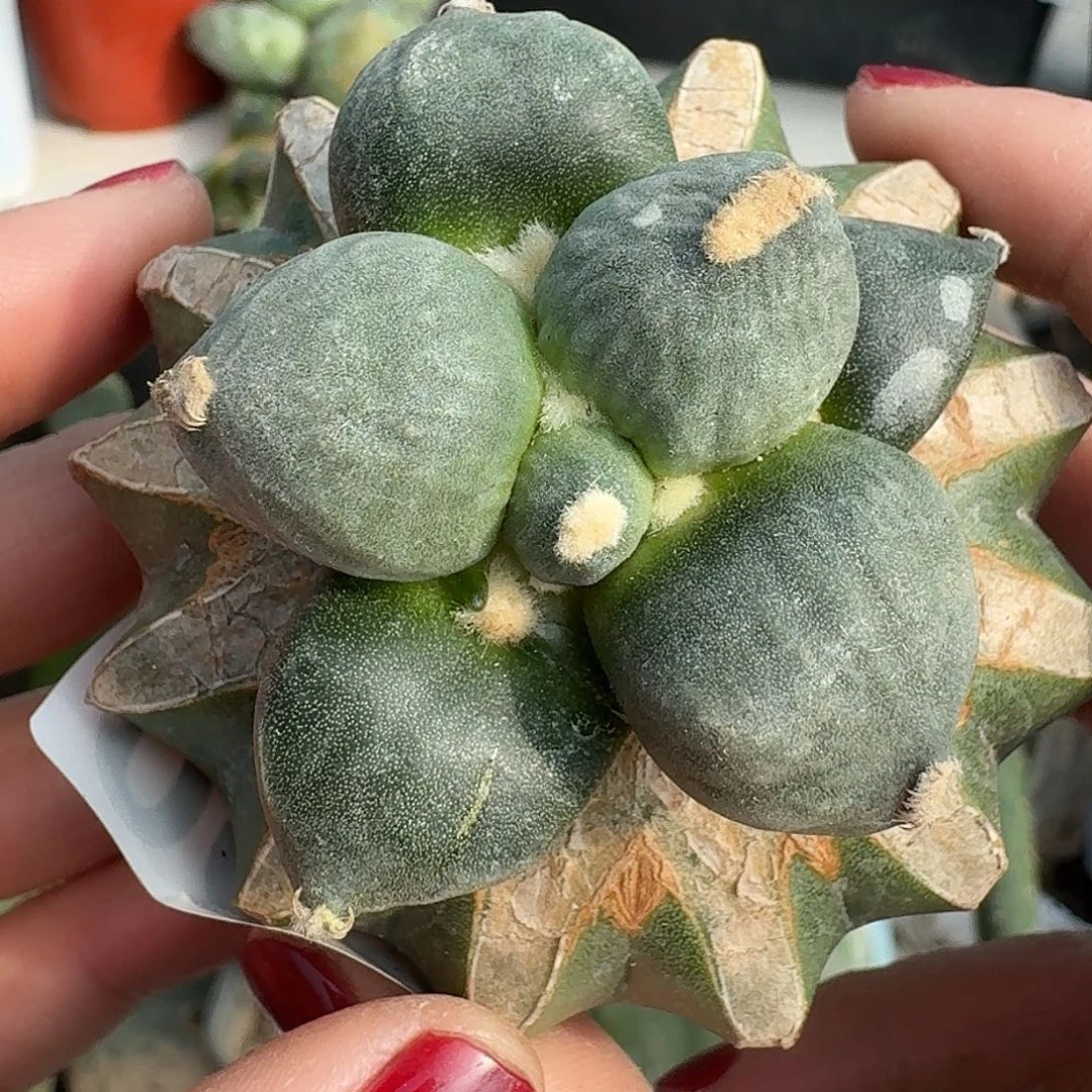 无花朵福利光面圆球达摩蛋尤003
