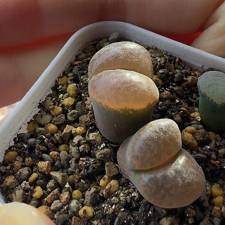 1号双头雪花窗风铃一物一拍