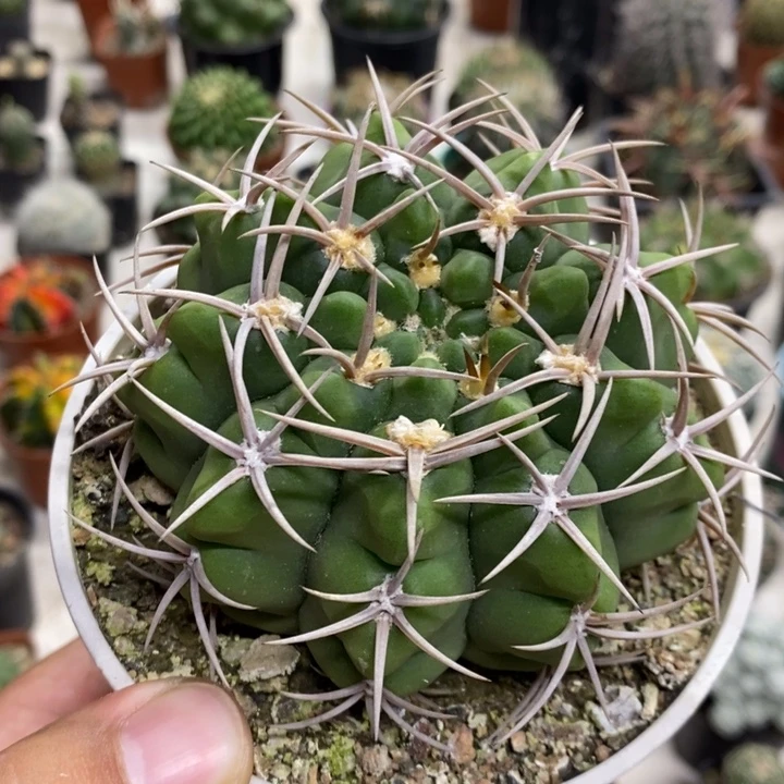 实生碧岩玉特价福利