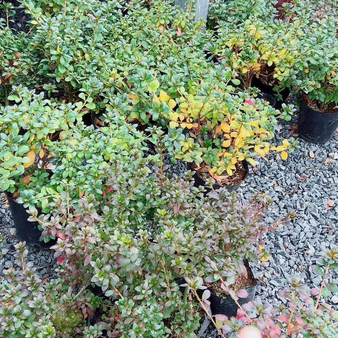 无花朵盆景皋月杜鹃菊姬都之泉