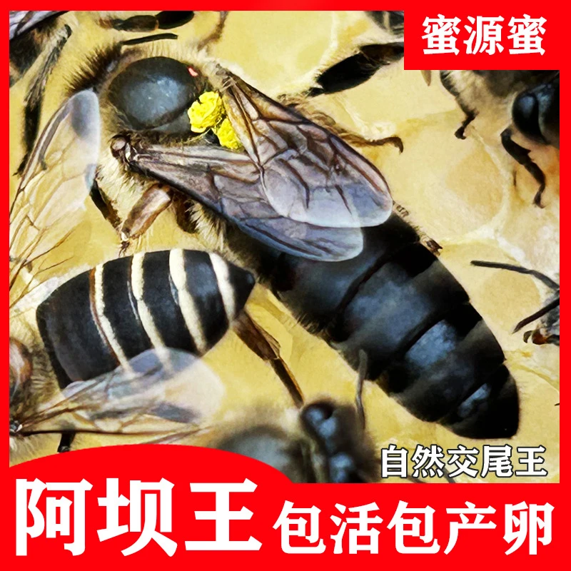 四川阿坝中蜂开产王原种处女王交尾王大麻蜂王黑蜂王土蜂王种蜂王