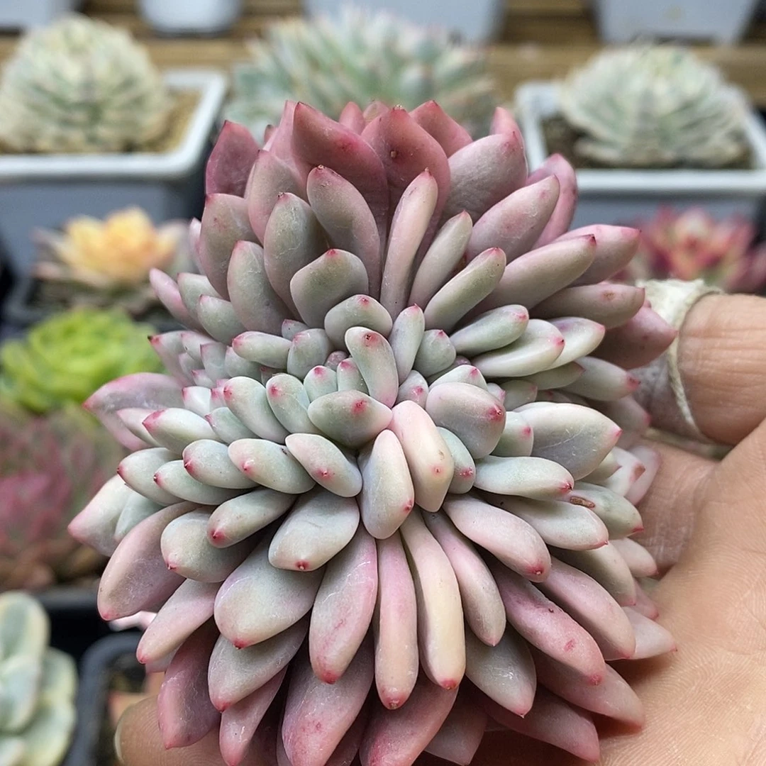 25165 凌雪覆轮锦缀化头盖