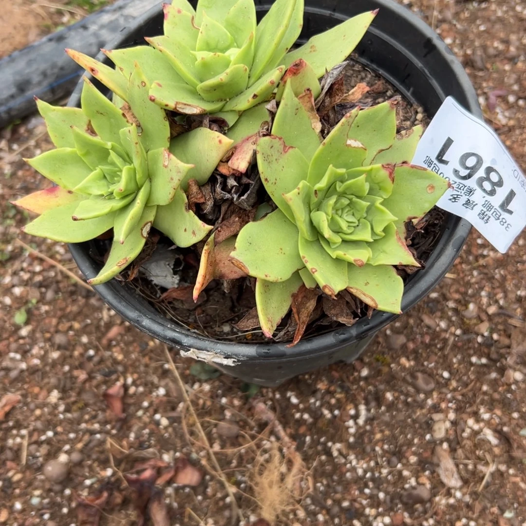 2***H因为老板会看我后台