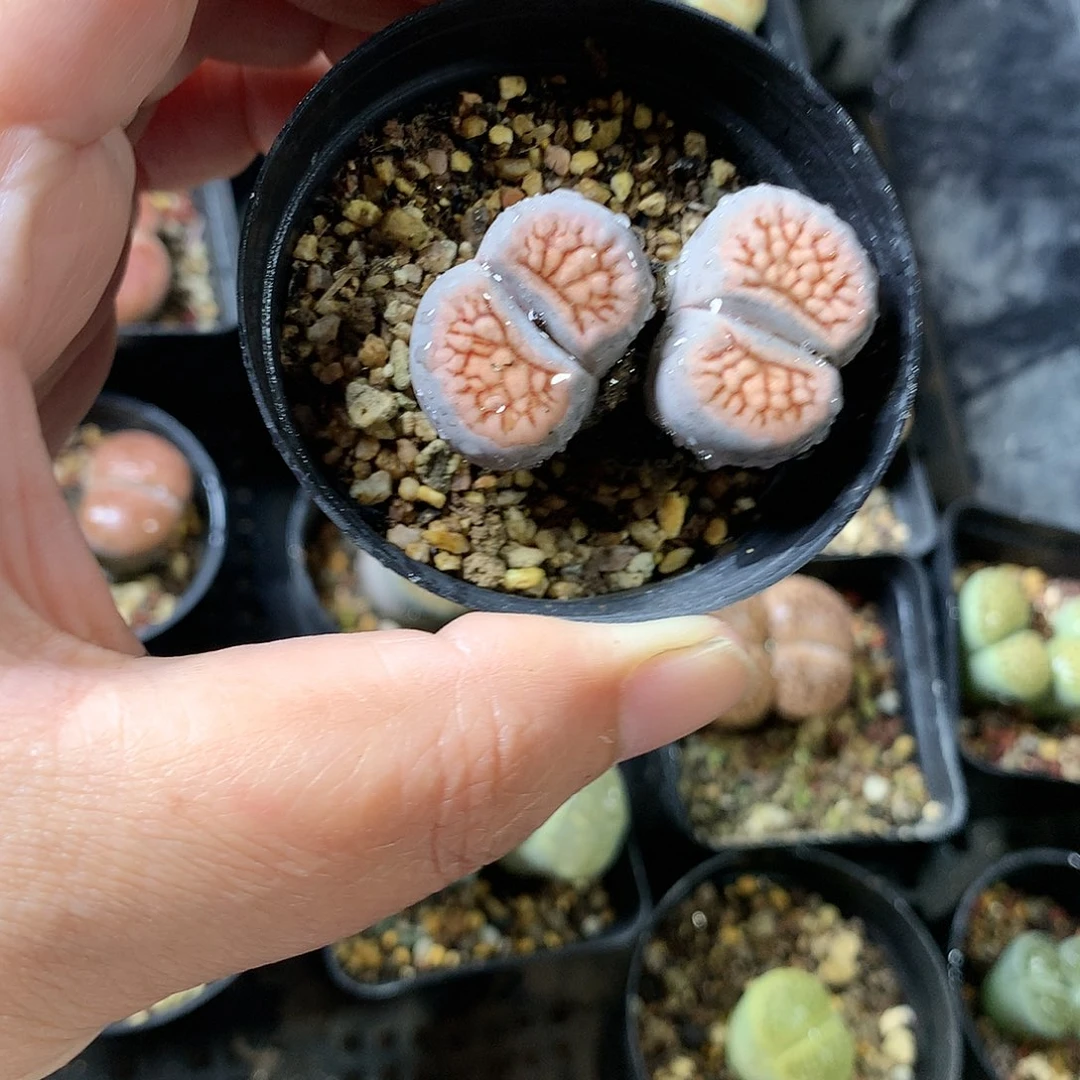 瓶**鱼K15多肉植物保护