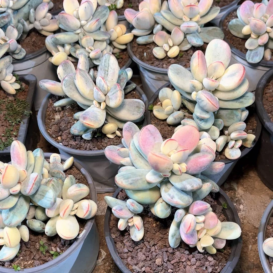 乒乓福娘锦多肉15.88