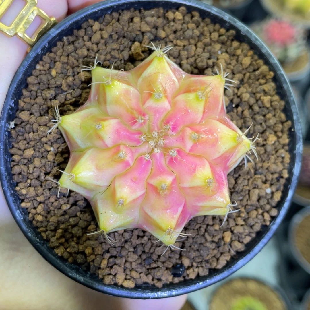 开播福利00000001