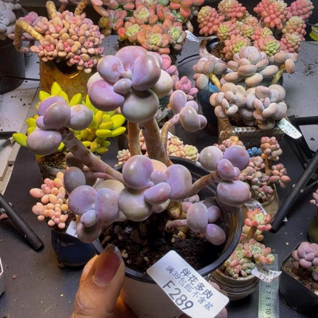 腰子桃蛋树289/9cm