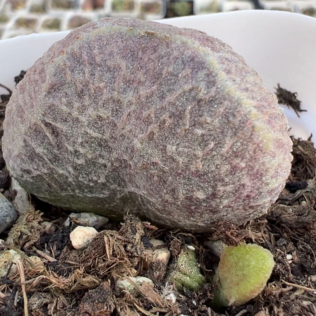 哈莫猪肝大苗多肉植物