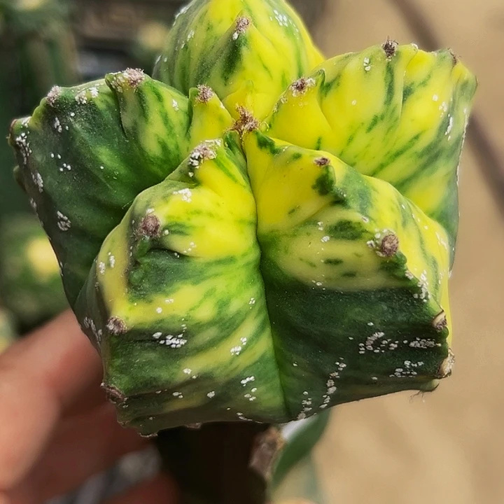 无花朵散班龟甲鸾凤玉锦153
