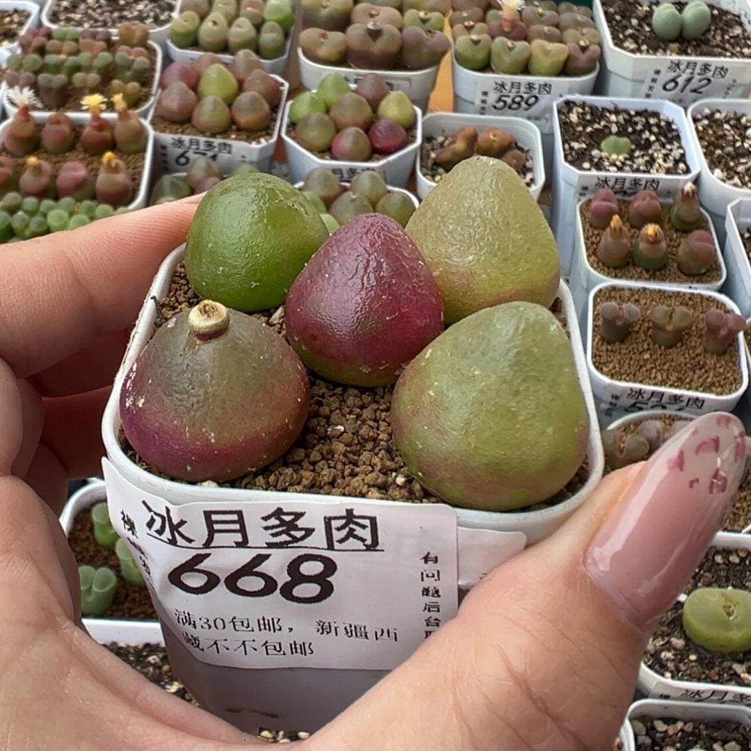 668灯泡五颗裸根发货