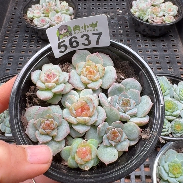 多肉植物多肉植物