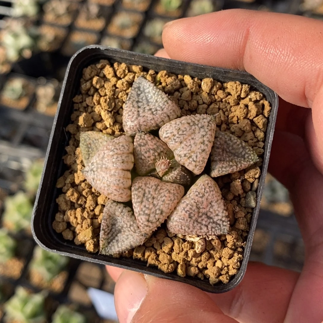 1947 一颗蟠桃白银 超级福利