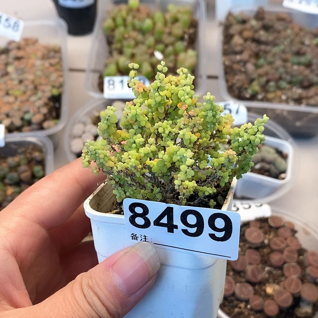 8499小小米啦啦啦啦啦啦