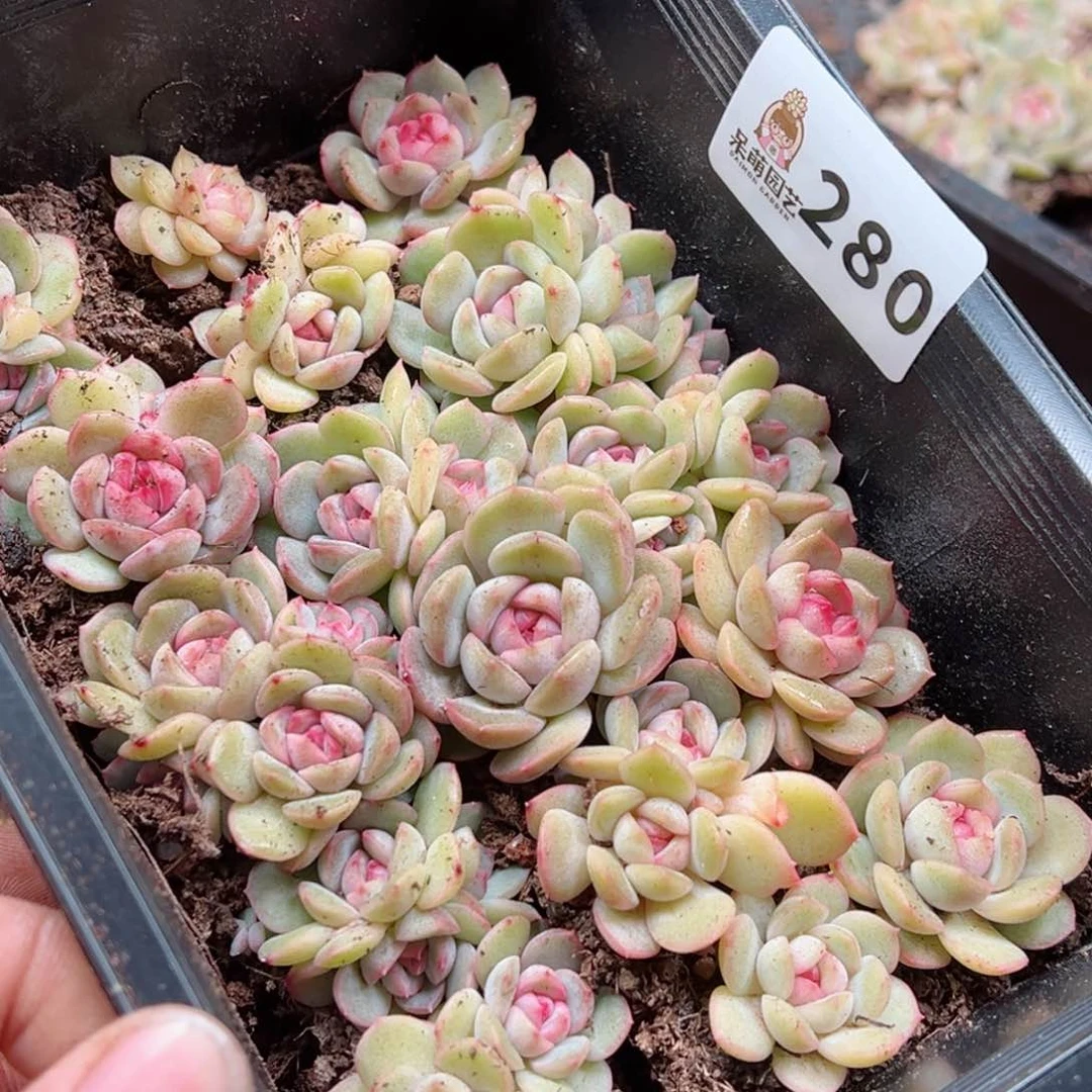 原****啊多肉植物多肉植物