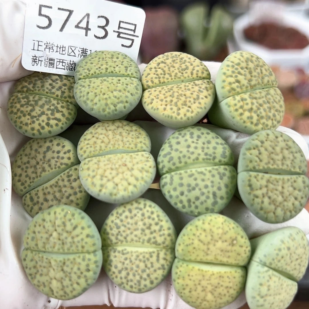 5743 好养易活生石花大母本