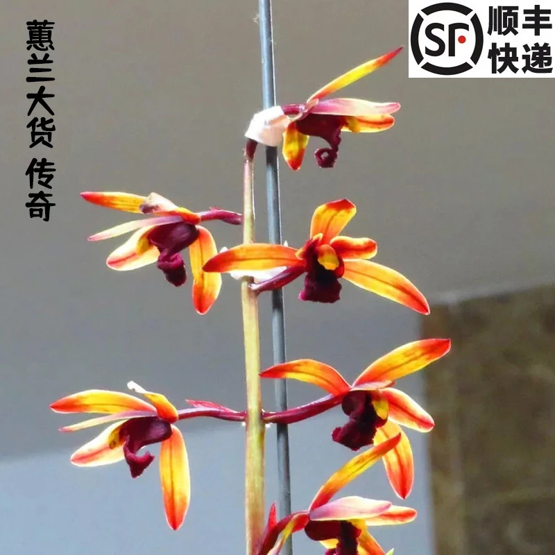 蕙兰铭品红素传奇品牌国兰基地发货质量保证终身包花开对版