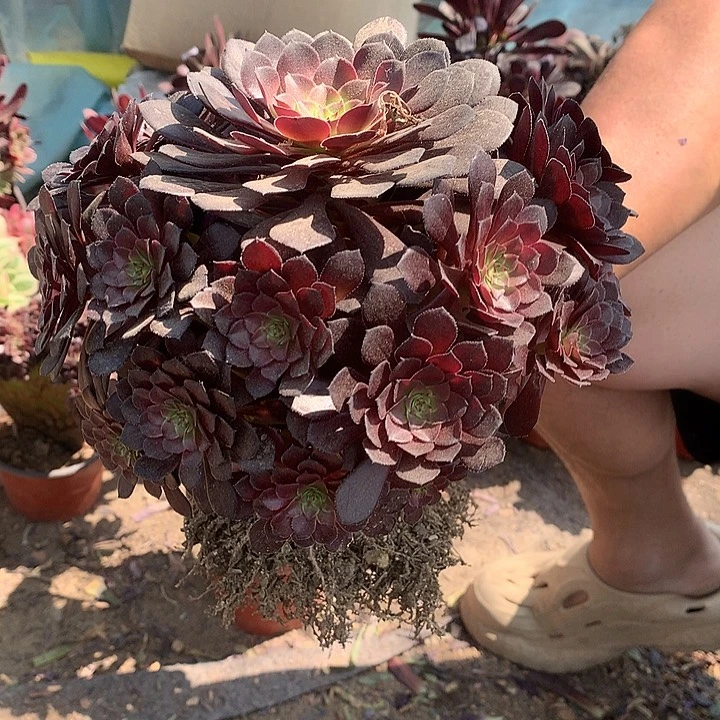 燕****站192黑铜多肉植物