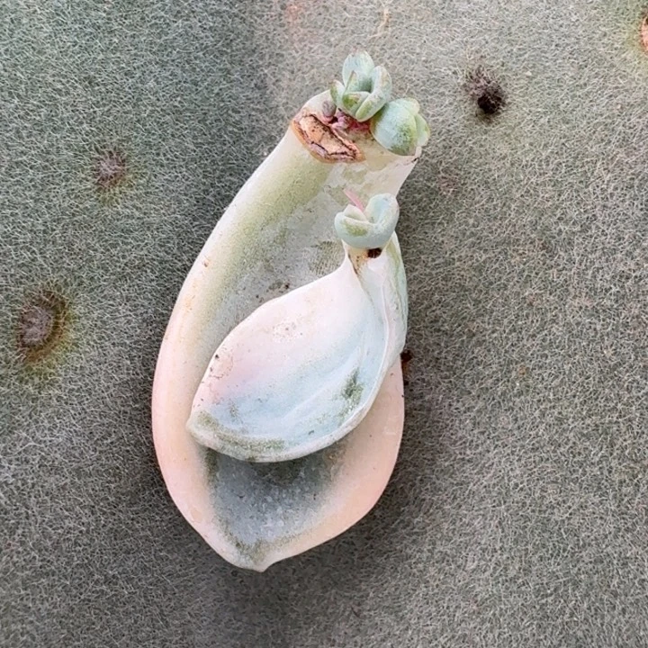 美尻叶片一物一拍