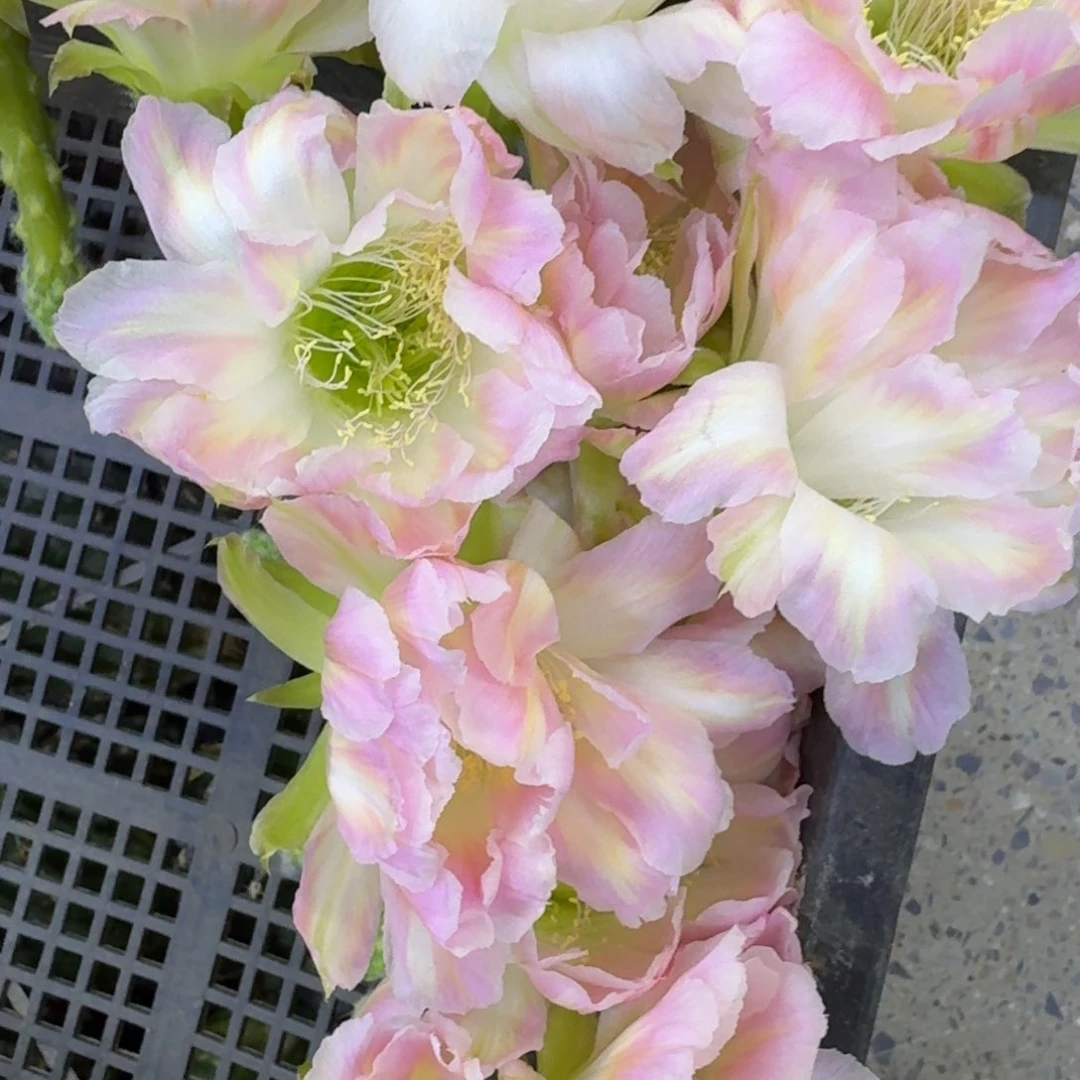 51丽花绿姬歪2到3公分左右无根侧牙，20包邮