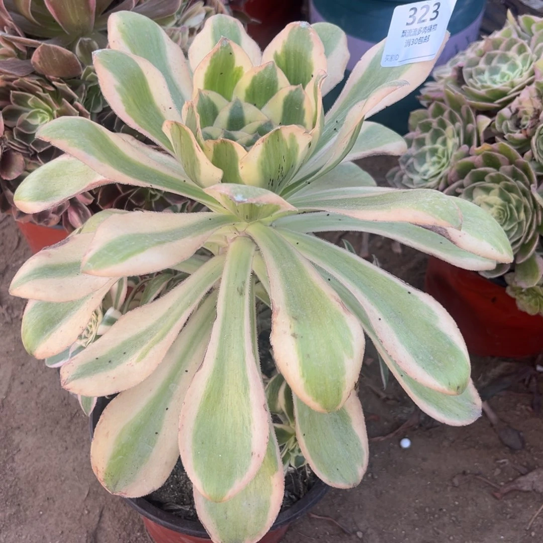 燕姿锦手捧323号法师