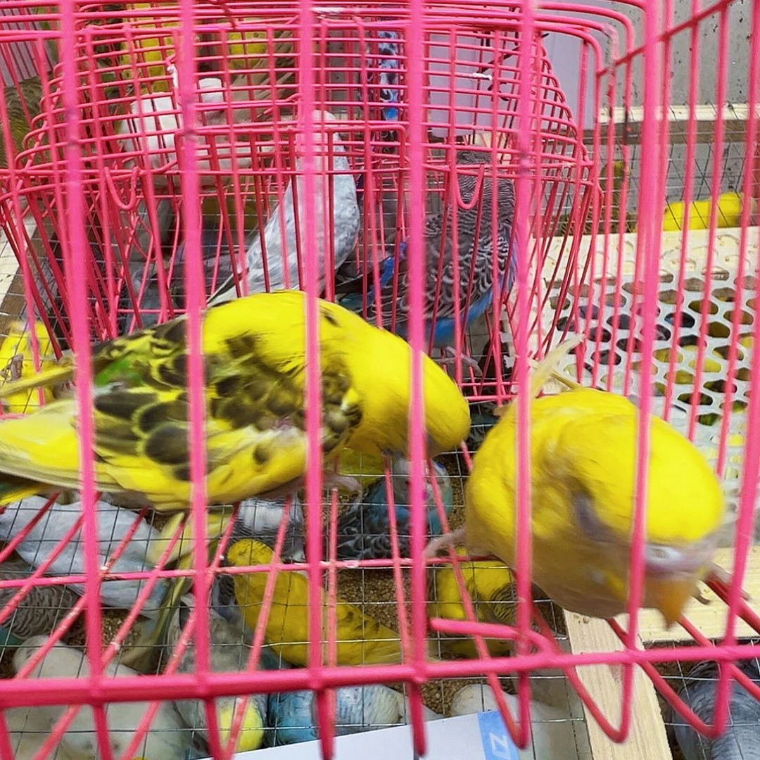 虎皮鹦鹉特色两只
