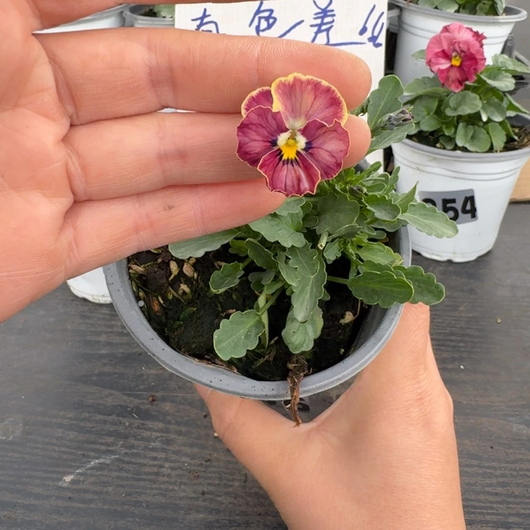 全部花朵386号心跳