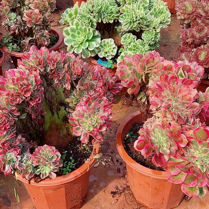 女神缀量拍多肉植物大战