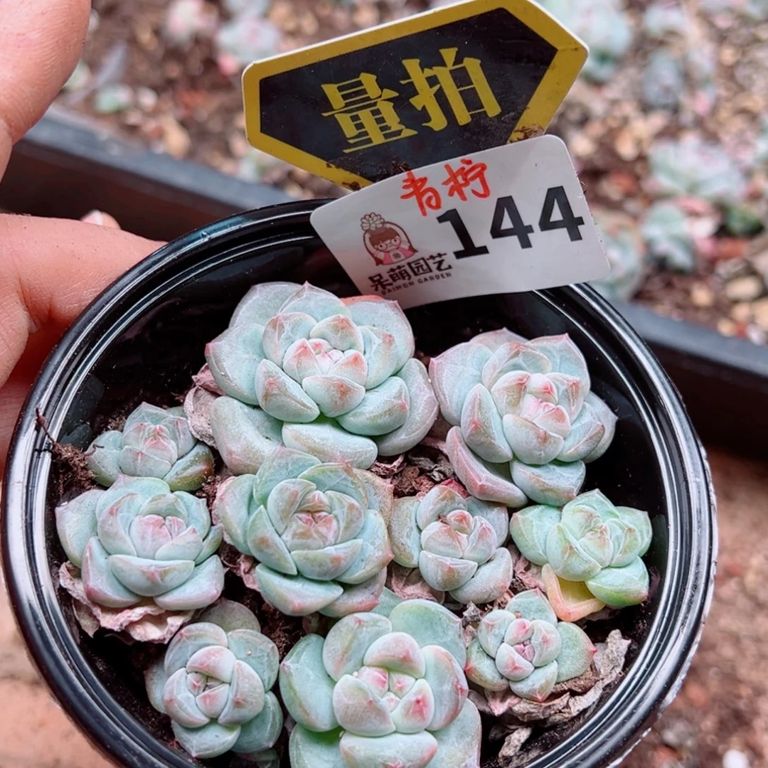 多肉植物多肉植物