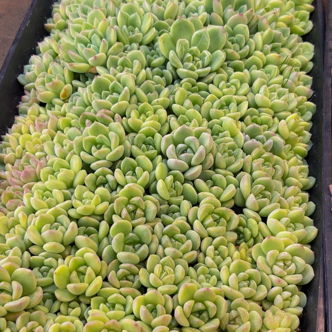 梦***子079多肉葡萄的价格是多少