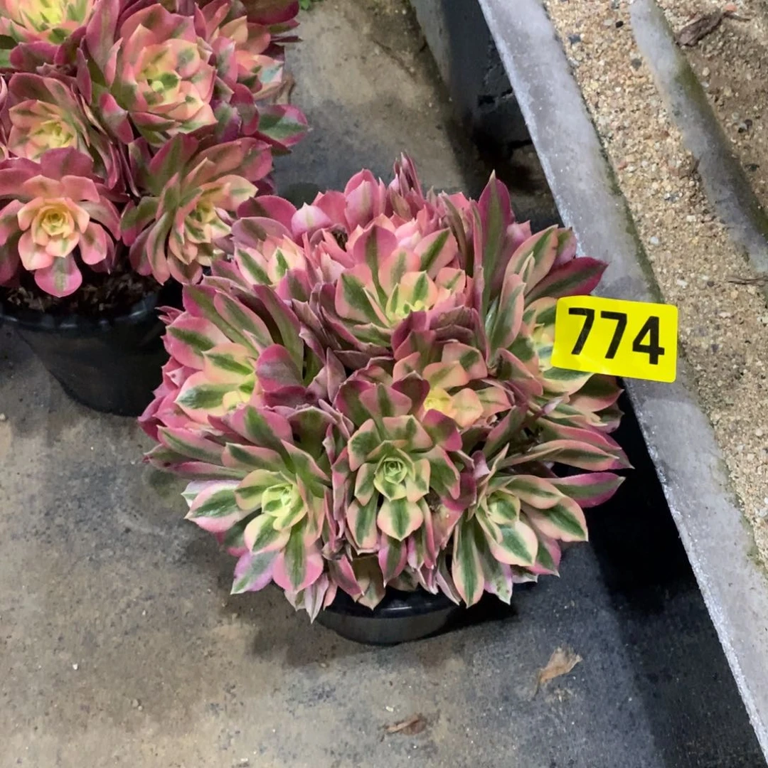 粉女巫丛林多肉法师774