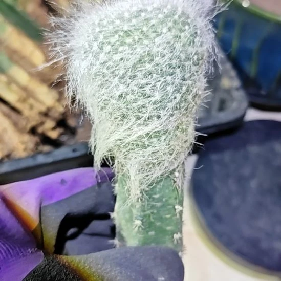 雪原玉翁秀普嫁接清