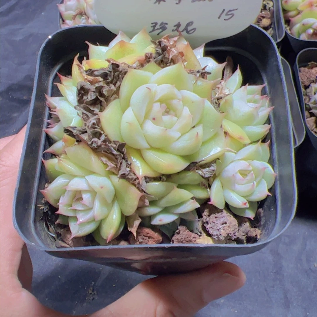 柒*默珍妮，多肉植物