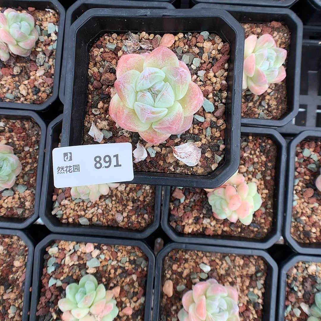 891冰玉多肉植物6666