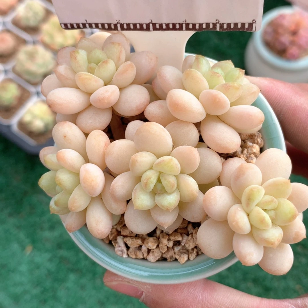 水晶葡萄老桩自然群58包邮