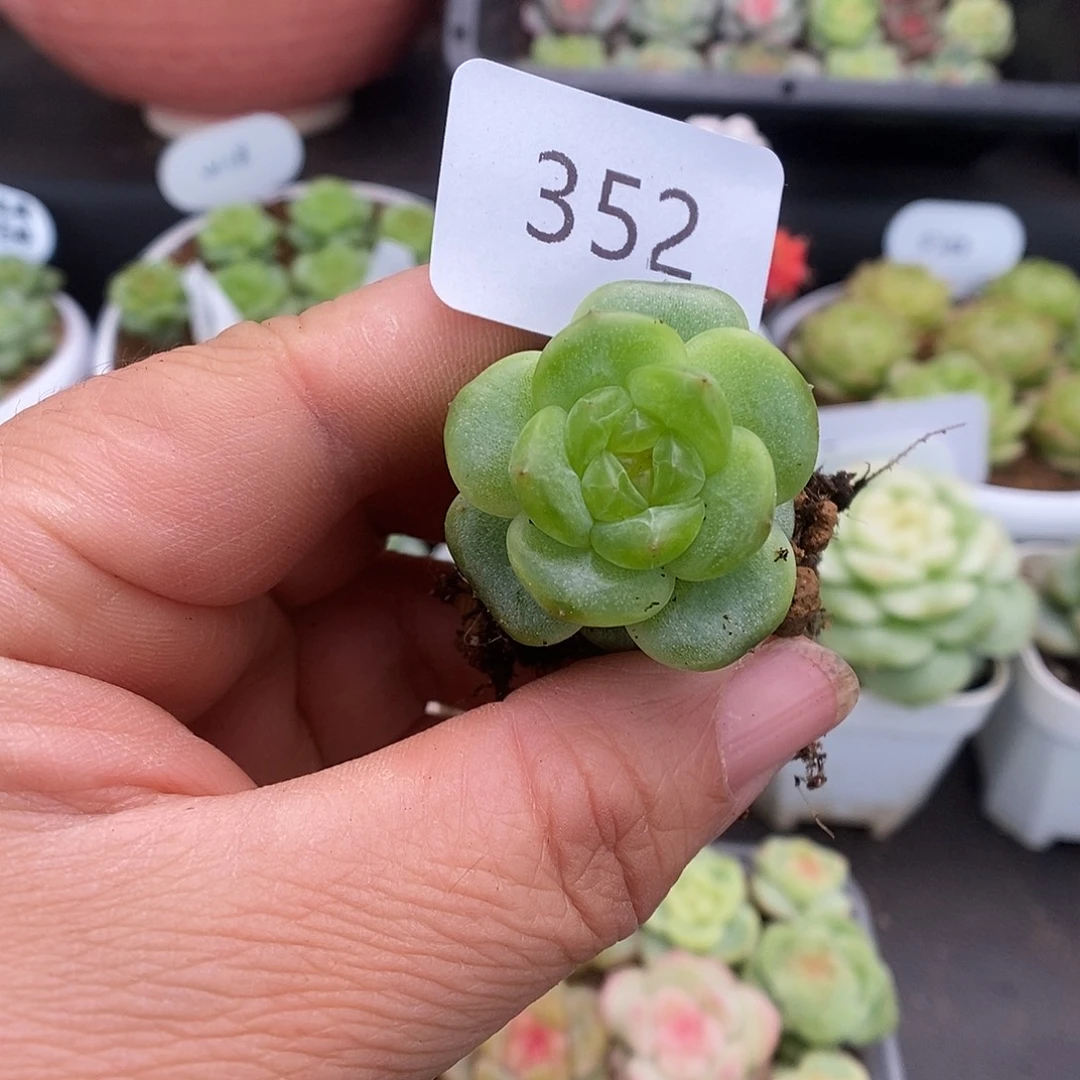 一物一拍一物一拍926-352