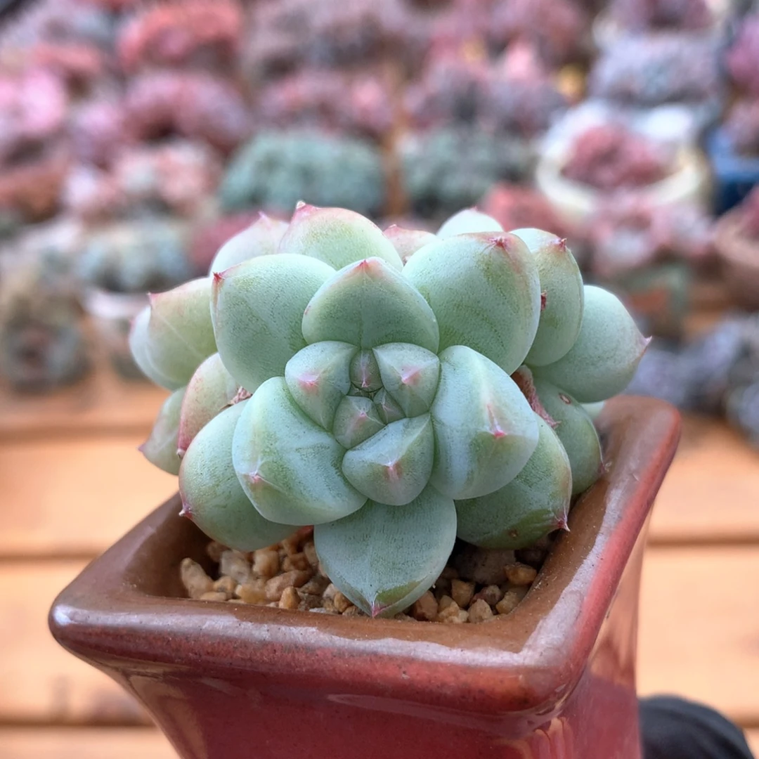 佳人一物一拍 004