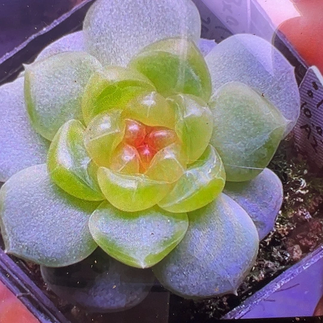 145甜心状态图。