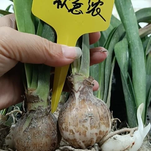 无花朵秋意浓3-4发一个