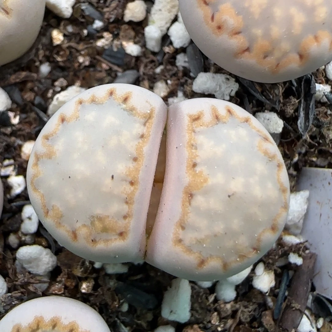 2.11。216饼干。5027