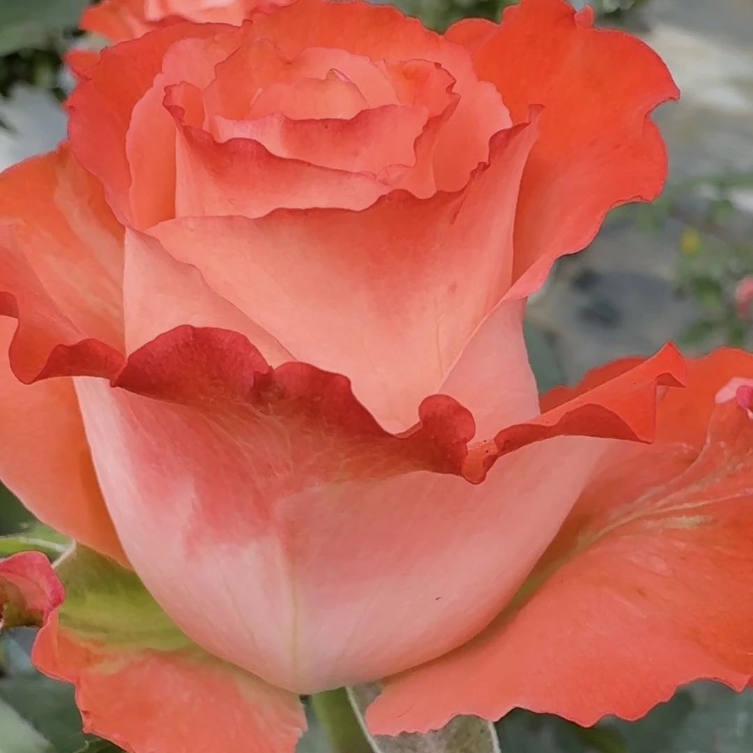 切花玫瑰   娜塔莎  大花阳台盆栽花园四季开花植